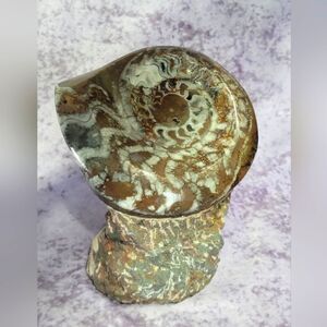 Ammonite & Goniatte Fossil Free Standing